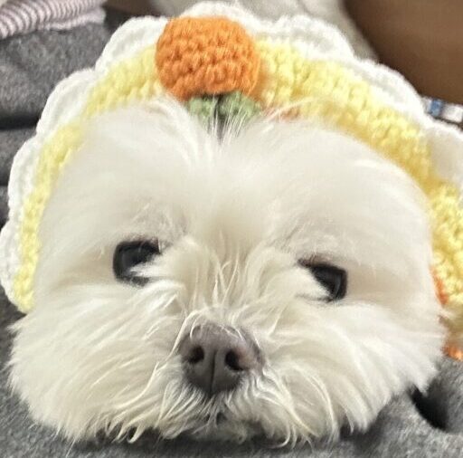 LOVE CARE DIARY : 노령견 심장병 케어 기록